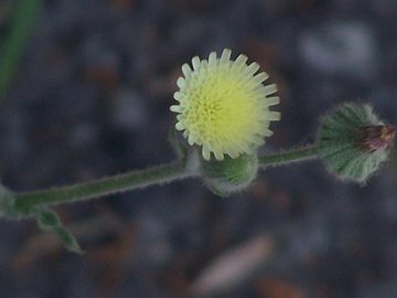 Fiori e pappi della Andryala integrifolia